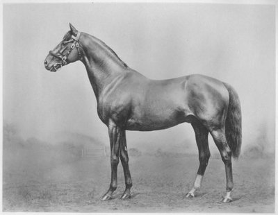 Botón de soltero. Winkfield - Milady, 1911 de Unbekannt