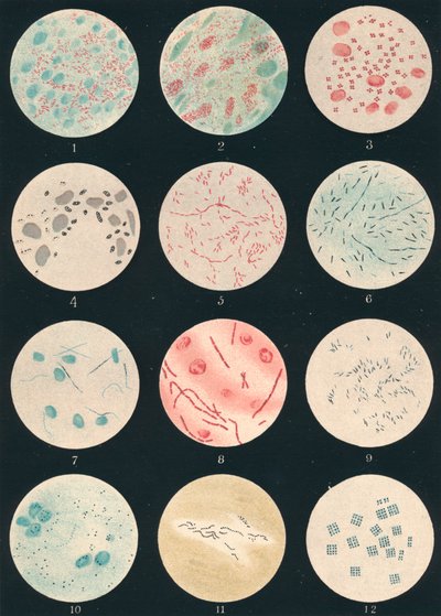 Bacterias, siglo XIX de Unbekannt