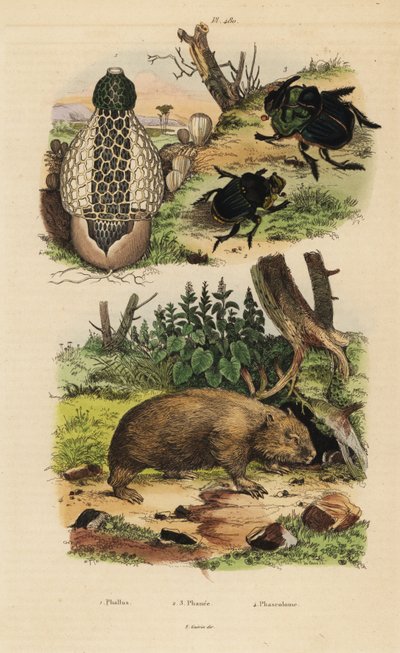 Hongo de bambú, Phallus indusiatus 1, escarabajos peloteros, Coprophanaeus ensifer 2 y Diabroctis mimas 3, y wombat común, Vombatus ursinus 4 de Unbekannt