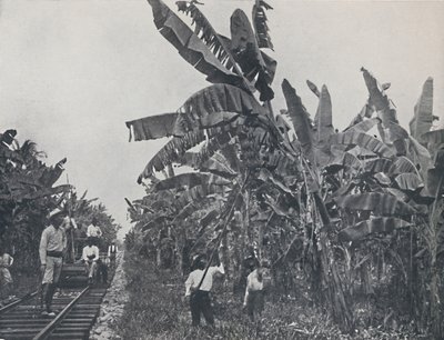 Plantación de bananos, 1924 de Unbekannt