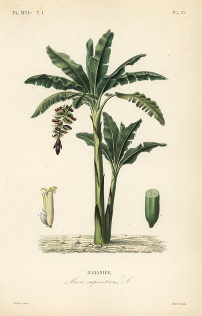 Árbol de plátano, Musa paradisiaca de Unbekannt