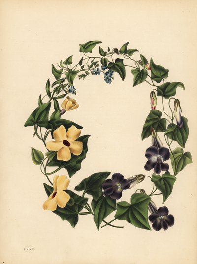 Maurandia de Barclay, Maurandya barclayana, la Thunbergia alada, Thunbergia alata, Memoria; Nomeolvides, Myosotis scorpioides de Unbekannt