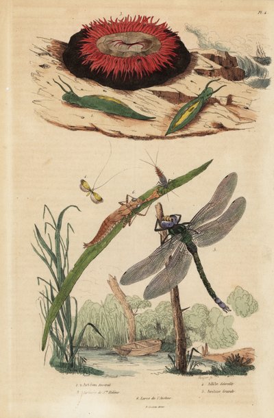 Caracol de burbuja de barril, Acteon tormatilis 1, anémona de cuentas, Actinia equina 2, cuerno largo de barras amarillas, Nemophora degeerella 3, libélula marrón, Aeshna grandis 4 de Unbekannt