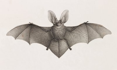 Variedad de orejas de murciélago, murciélagos en Egipto de Unbekannt