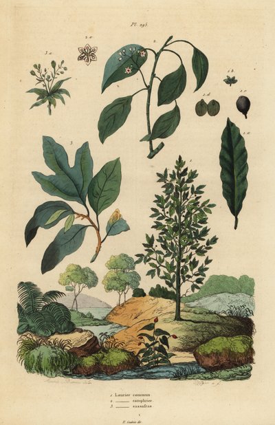 Laurel, árbol de alcanfor y sasafrás de Unbekannt