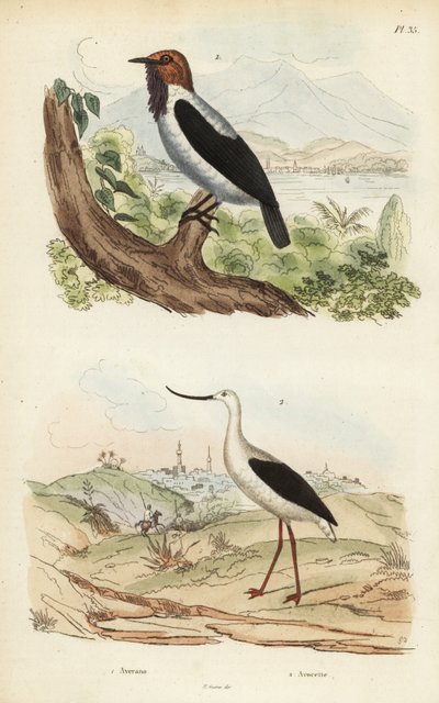 Campanero barbudo, Procnias averano, y avoceta americana, Recurvirostra americana de Unbekannt