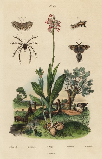 Orquídea abeja, orquídea mono, polilla oxidada, polilla de veinte plumas y ácaro Oribata geniculata de Unbekannt