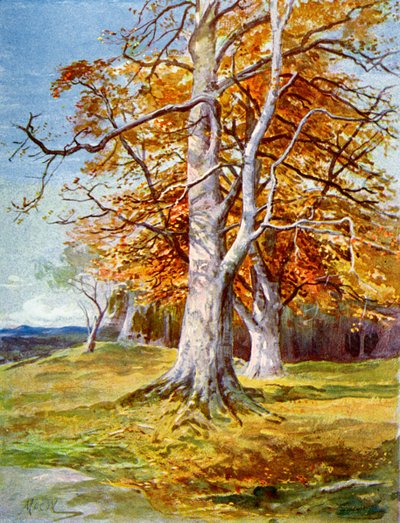 Árbol de haya, otoño, 1900 de Unbekannt