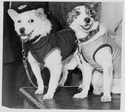 Belka y Strelka, perros cosmonautas rusos, 1960 de Unbekannt