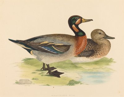 Pato bimaculado de Unbekannt