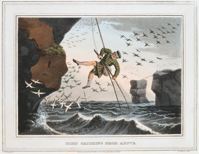 Caza de aves desde arriba, Islas Shetland, 1813 de Unbekannt