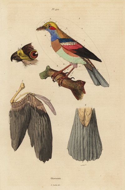 Anatomía de aves, pico, ala, cola, plumas de Unbekannt