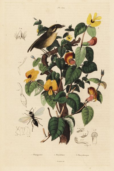 Mosquero de mejillas negras, guisante dulce y avispa Inostemma boscii de Unbekannt