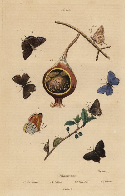 Mariposa negra de la cola, Satyrium pruni, mariposa azul común, Polyommatus icarus, cobre de borde púrpura, Lycaena hippothoe, y azul común de guayaba, Virachola isocrates de Unbekannt