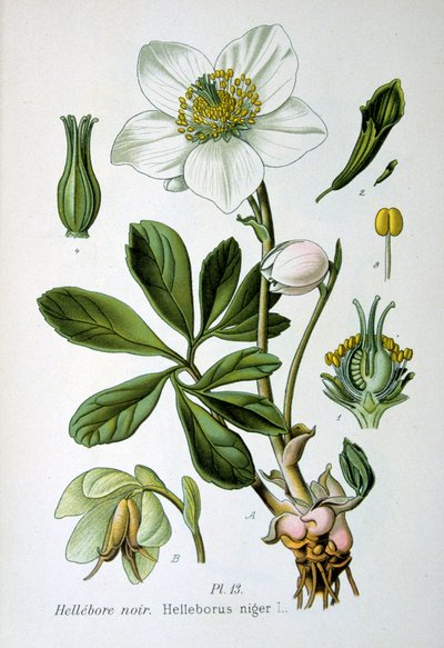 Hellebore negro, 1893 de Unbekannt