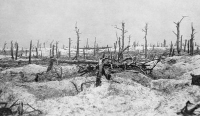 Tocones de árboles destrozados, Mesnil, Champagne, Francia, Primera Guerra Mundial, 1915 de Unbekannt