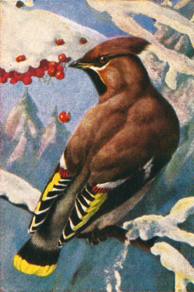 Ampelis europeo, c1928 de Unbekannt