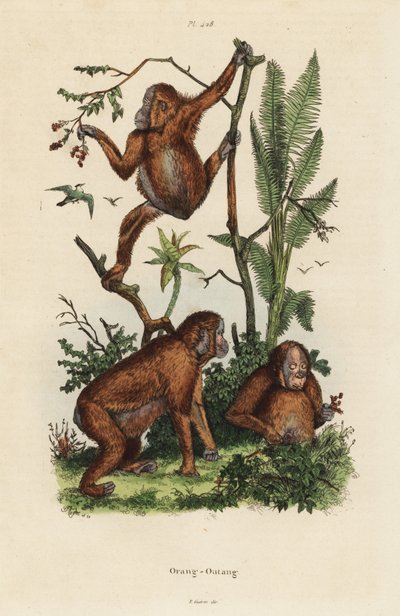 Orangutanes de Borneo, Pongo pygmaeus de Unbekannt