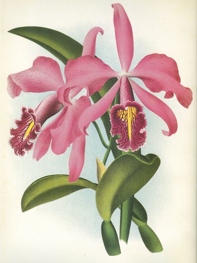 Lámina botánica/Cattleya maxima var. Malouana/Lindenia de Unbekannt
