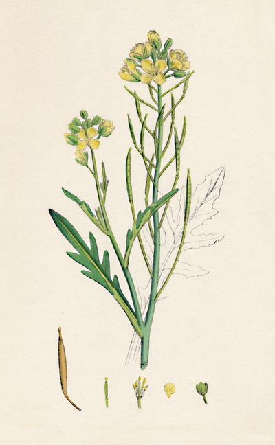 Brassica tenuifolia. Rúcula, siglo XIX de Unbekannt