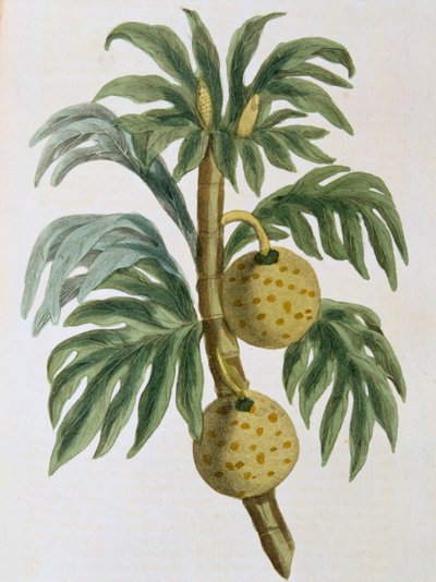 Fruta del pan Artocarpus incisus, 1823 de Unbekannt