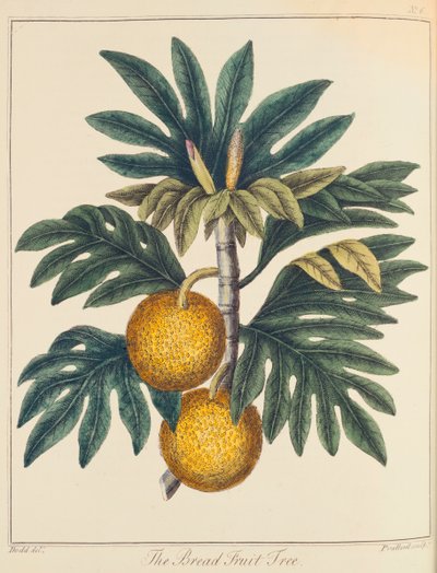 Fruta del pan Artocarpus incisus, c1798 de Unbekannt