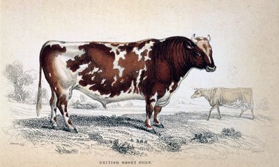 British Short Horn, 1839 de Unbekannt