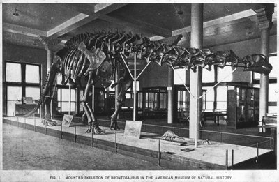 Esqueleto de brontosaurio, Museo Americano de Historia Natural, Nueva York, EE.UU., principios del siglo XX de Unbekannt