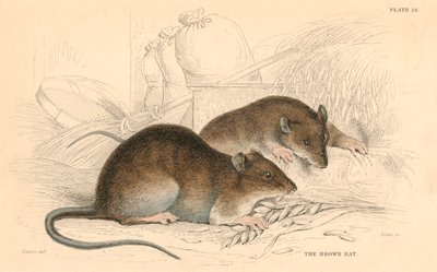 Rata marrón Rattus rattus, 1828 de Unbekannt