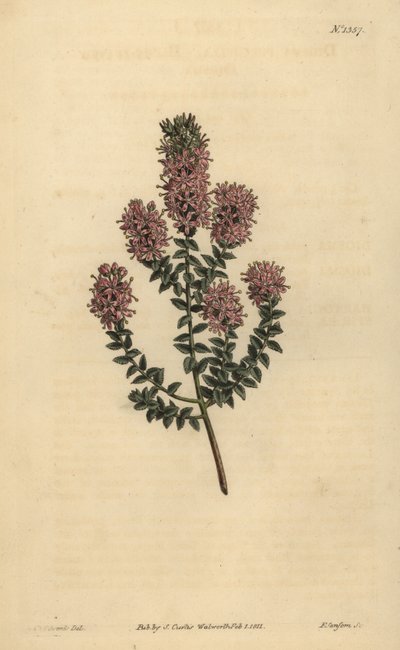 Buchu, Agathosma pulchella (Diosma de hojas romas, Diosma pulchella) de Unbekannt