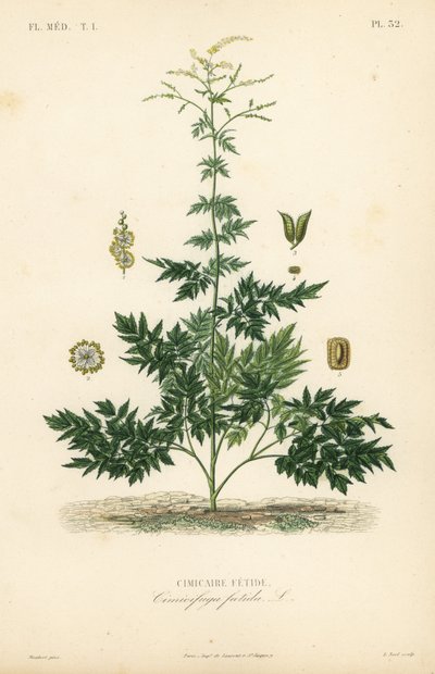 Cohosh o cimicifuga, Actaea cimicifuga de Unbekannt