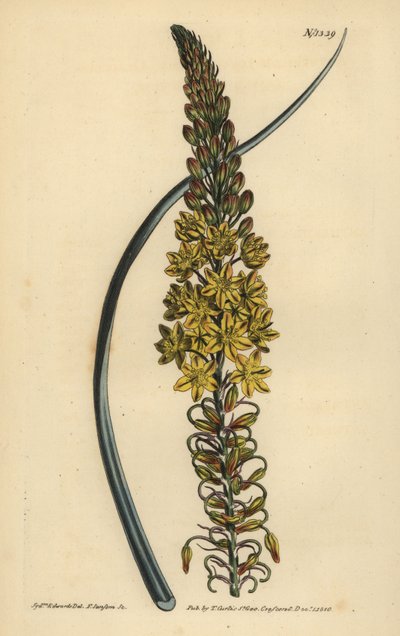 Bulbine asphodeloides (Anterico de hojas glaucosas, Anthericum longiscapum) de Unbekannt
