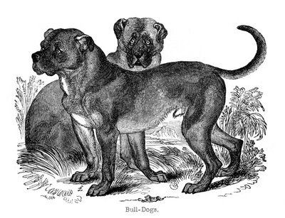 Bulldog, 1848 de Unbekannt