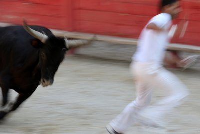 Corrida de toros (Course camarguaise). Un espectáculo incruento (para los toros) en el que el objetivo es arrancar una roseta de la cabeza de un toro, Vallabrègues, Francia de Unbekannt