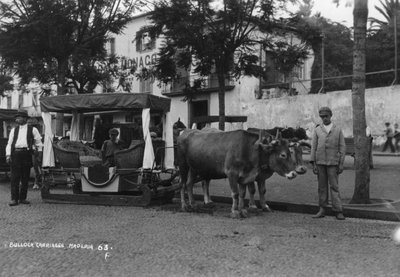 Carro de Bueyes, Madeira, Portugal, c. 1920s-c. 1930s de Unbekannt