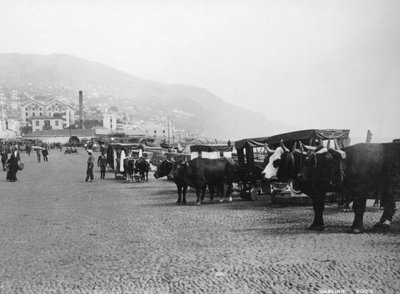 Carros de bueyes, Madeira, Portugal, c1920s-c1930s de Unbekannt