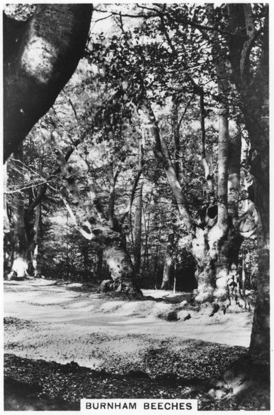 Burnham Beeches, Buckinghamshire, 1937 de Unbekannt