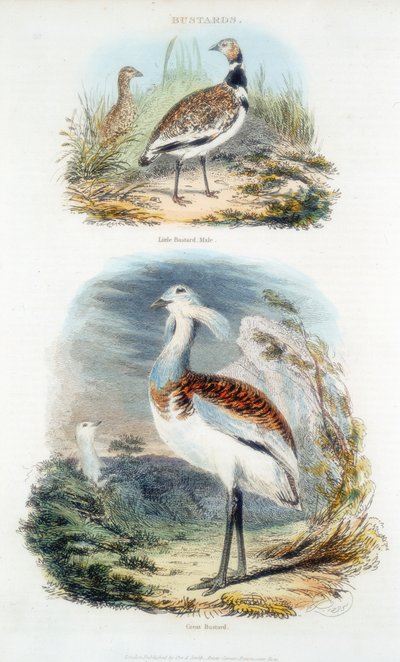 Avutardas, 1835 de Unbekannt