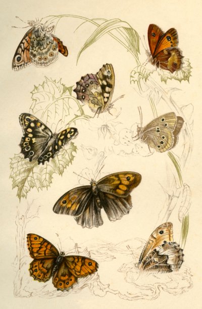 Mariposas, siglo XIX de Unbekannt