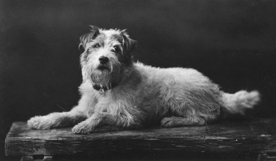 César, el perro favorito del Rey Eduardo, siglo XX de Unbekannt
