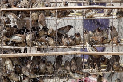 Pájaros enjaulados Udong Camboya de Unbekannt