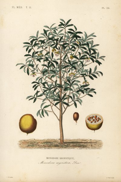 Nuez de calabaza, Monodora myristica, Monodore aromatique de Unbekannt