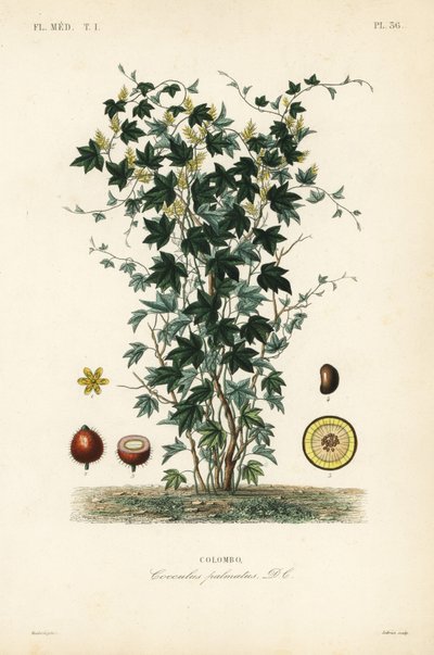 Árbol de calumba, Jateorhiza columba de Unbekannt
