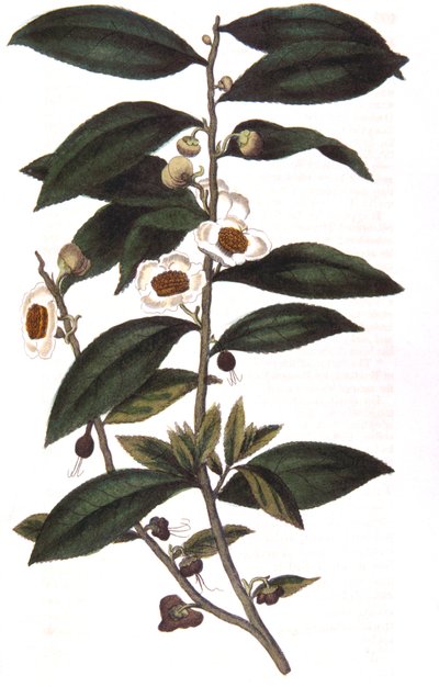 Camellia sinensis - planta de té, 1823 de Unbekannt