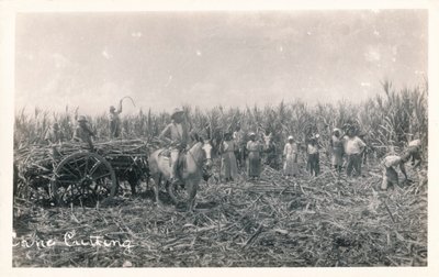 Corte de caña, c1930 de Unbekannt