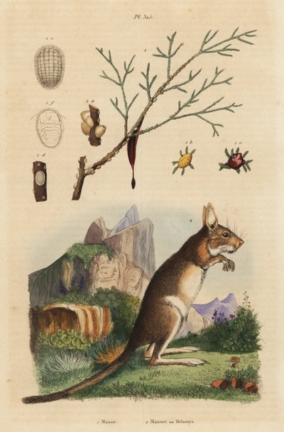 Liebre del Cabo, Lepus capensis 2, y fresno de maná, Fraxinus ornus 1 de Unbekannt