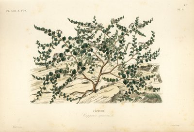 Alcaparra o rosa de Flinders, Capparis spinosa de Unbekannt