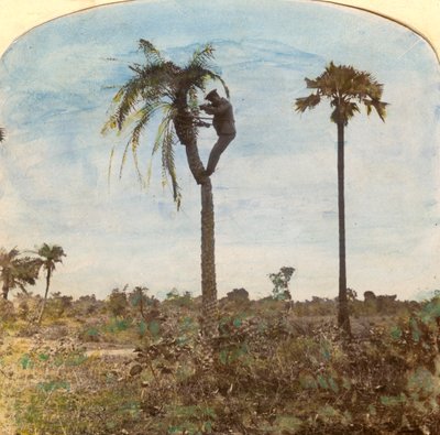 El capitán Osman disparando desde un árbol con la ayuda de correas, India, 1900s de Unbekannt
