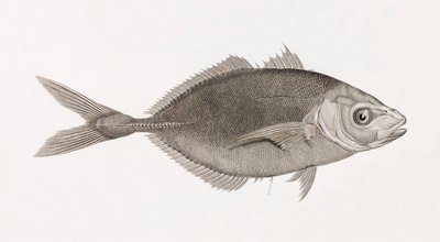 Caranx Lune, primer plano de Unbekannt