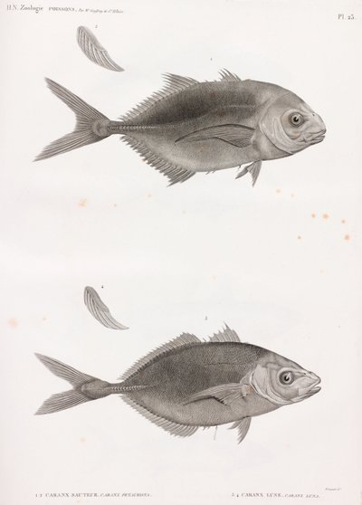 Caranx Sauteur & Caranx Lune de Unbekannt